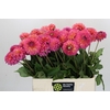 Dahlia Barbados