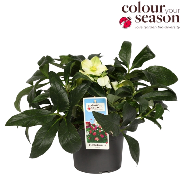 <h4>Helleborus Endless P19</h4>