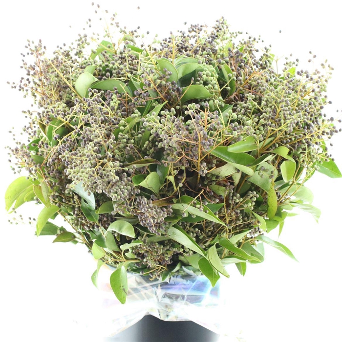 <h4>Ligustrus Berry Green</h4>