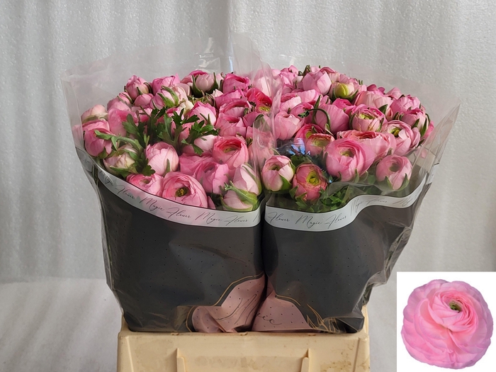 <h4>RAN AAZUR LI PINK</h4>