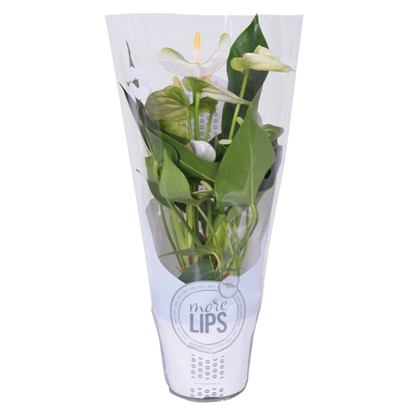 <h4>MoreLIPS® Anthurium Namora in ShowHoes</h4>