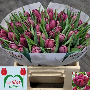 TU DU ALISON BRADLEY