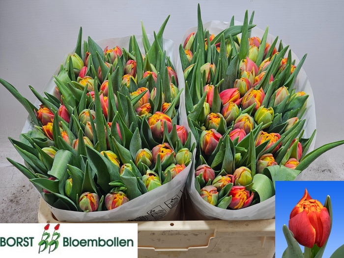 <h4>TU DU THUNDERBALL</h4>