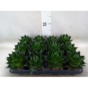 Aloe aristata 'Cosmo'