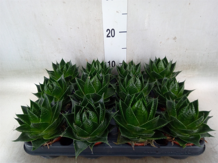 <h4>Aloe aristata 'Cosmo'</h4>