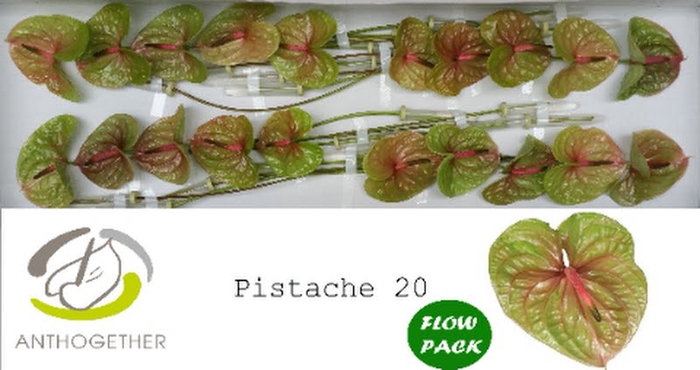 <h4>Anth A Pistache 9 cm X20 Flow Pack Oosterzon</h4>