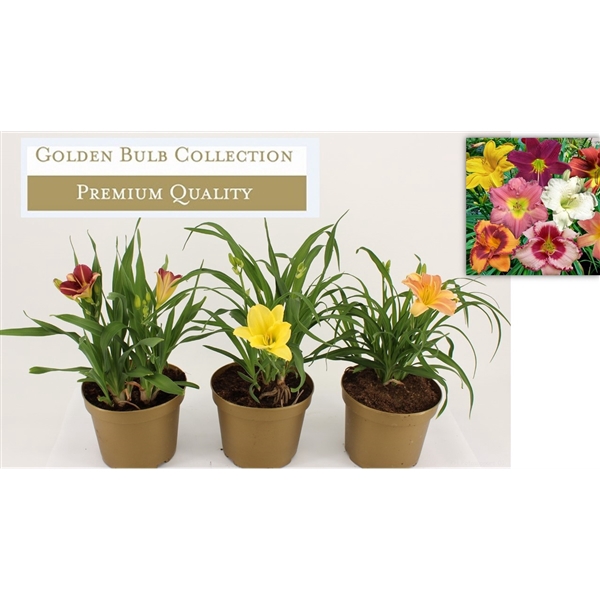 <h4>Hemerocallis mix</h4>