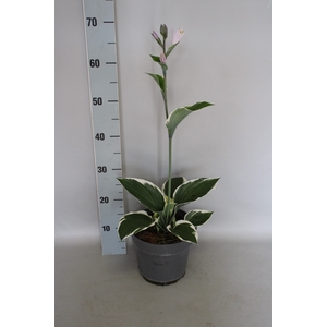 vaste planten 19 cm  Hosta Patriot