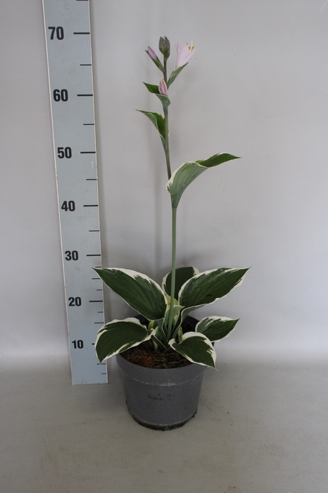vaste planten 19 cm  Hosta Patriot
