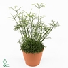 Rhipsalis Cereuscula RH5013