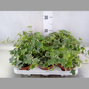 Hedera helix 'Eva'