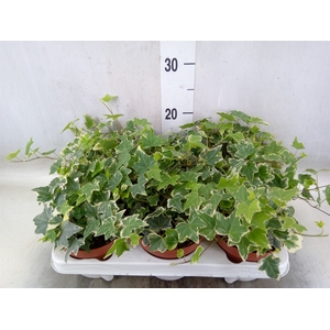 Hedera helix 'Eva'
