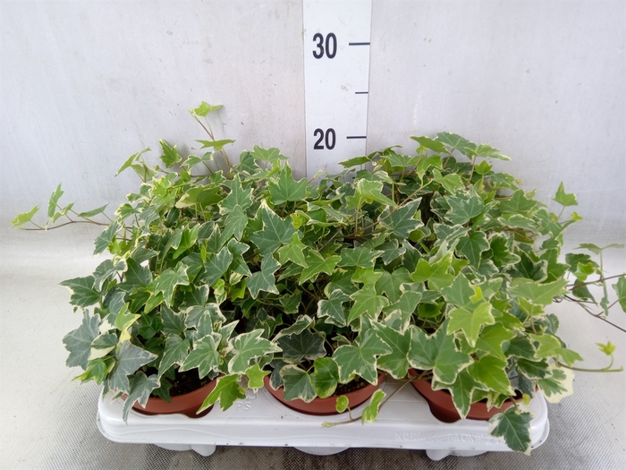 <h4>Hedera helix 'Eva'</h4>