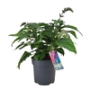 Salvia Salgoon Lake Como blauw