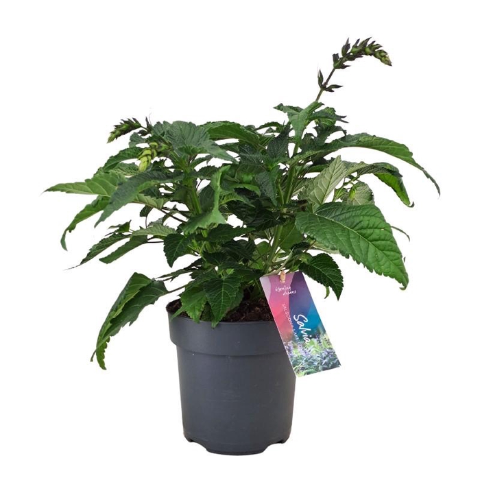 Salvia Salgoon Lake Como blauw