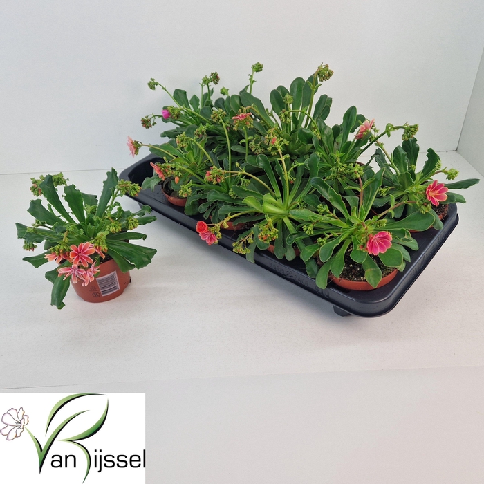 <h4>LEWI COTYLEDON</h4>