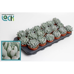 Echeveria Scheidekerii
