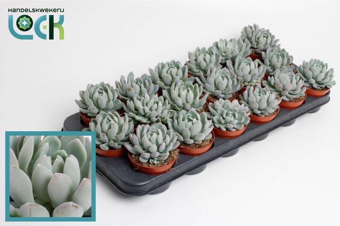 <h4>Echeveria Scheidekerii</h4>