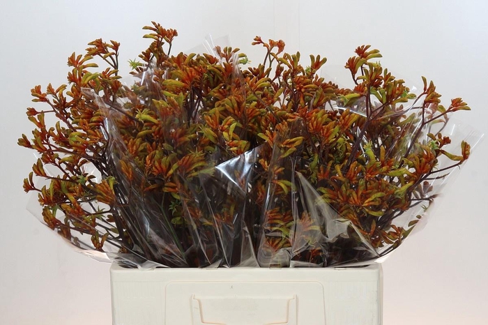 <h4>ANIGOZ BUSH SUNSET</h4>