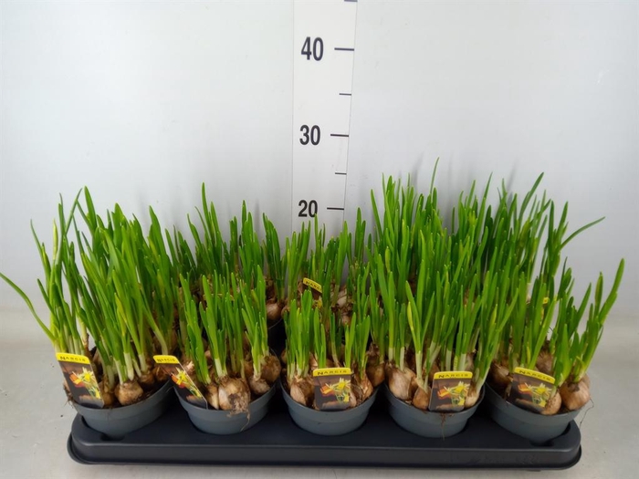 <h4>Narcissus   ...</h4>