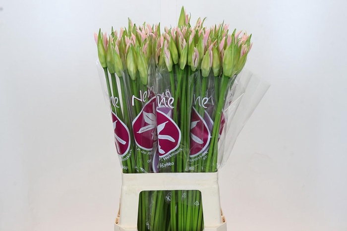 <h4>Nerine Sofie</h4>