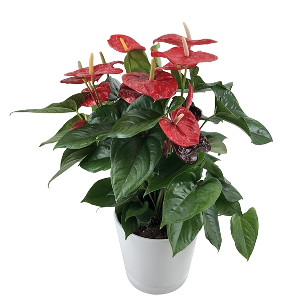 <h4>Anthurium XL.88 Aloha Red 24cm met keramieken overpot</h4>