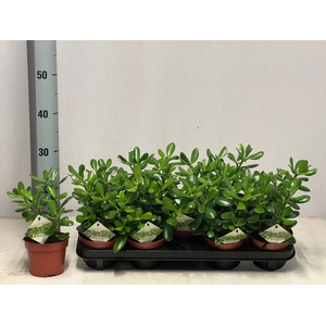 CRASS OVATA