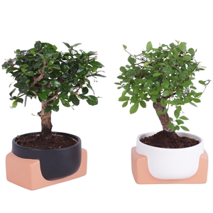Bonsai Indoor Mix Ø11cm Ball Shape in Ø13cm Authentic Bowl