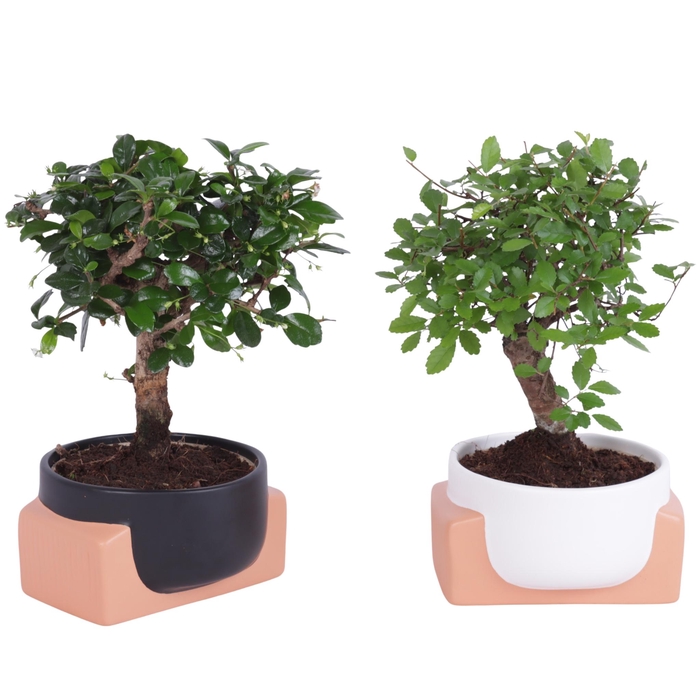 <h4>Bonsai Indoor Mix Ø11cm Ball Shape in Ø13cm Authentic Bowl</h4>