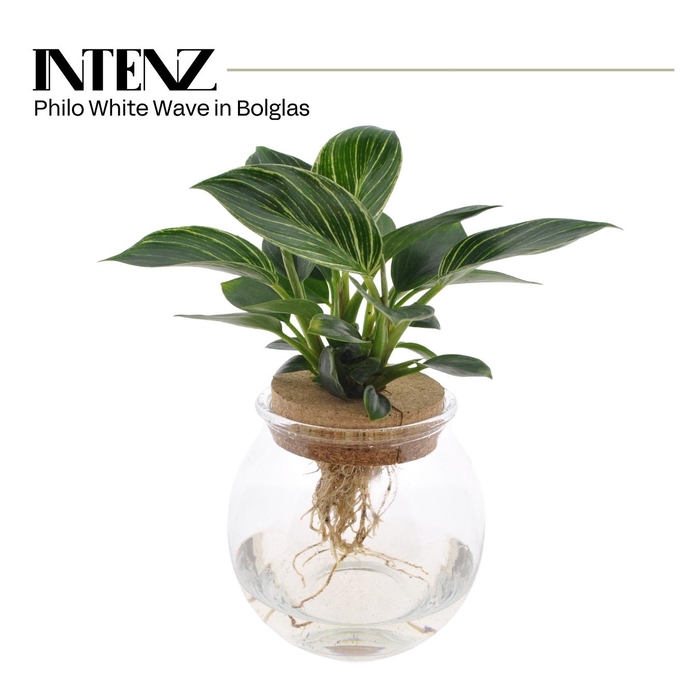 <h4>White Wave in Bolglas + klikkurk - levertijd: 24 uur</h4>