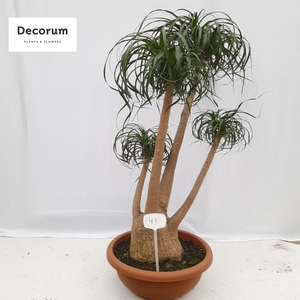 Beaucarnea vertakt op nummer 41