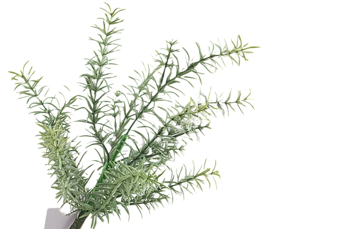 <h4>Rosemarijn Bush Green</h4>