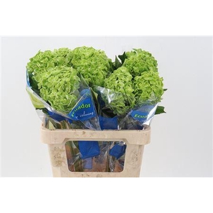 Hydra M Shamrock Green Sel