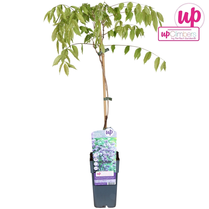 <h4>Wisteria floribunda Black Dragon P15</h4>
