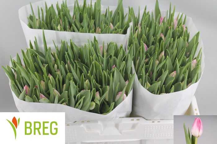 <h4>TU EN FIRST CLASS</h4>