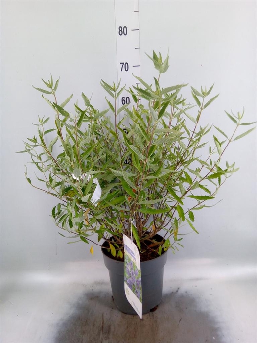 <h4>Caryopteris clandon. 'Heavenly Blu'</h4>