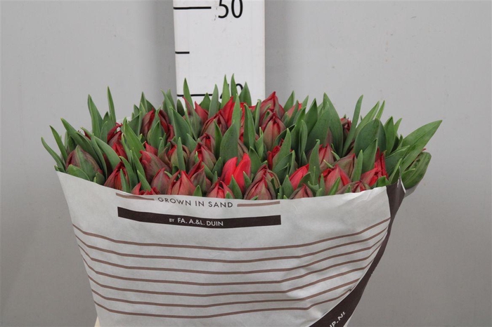 <h4>Tu Du Sartre</h4>