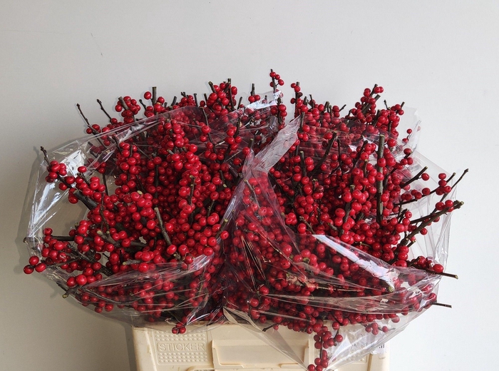 <h4>ILEX VE RODE BES</h4>