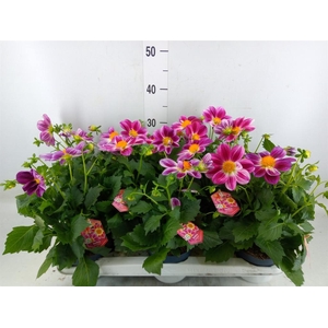 Dahlia  'Summerbees Purple Bicolor'