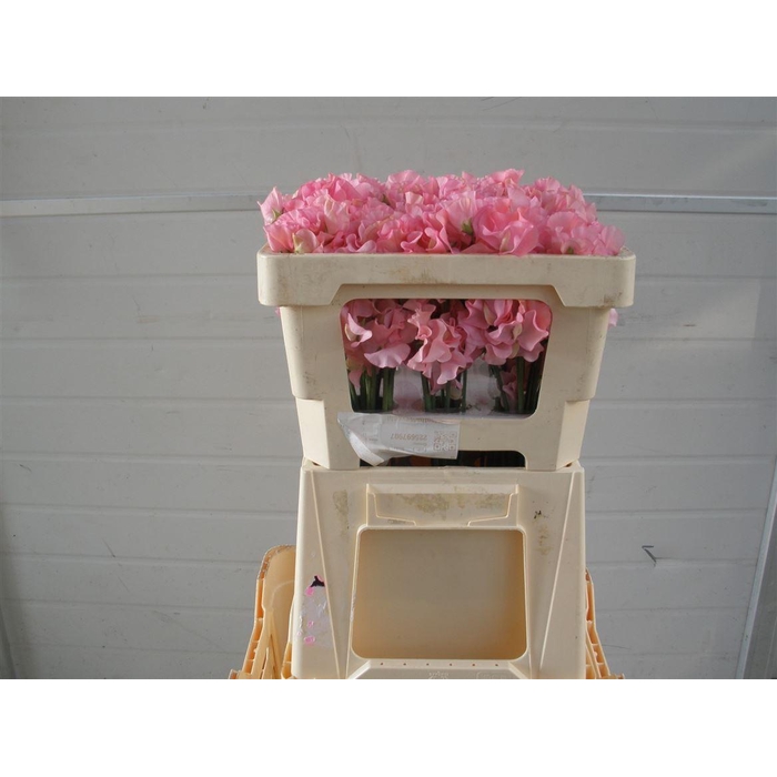 <h4>Lathyr Wi Sunshine Pink</h4>