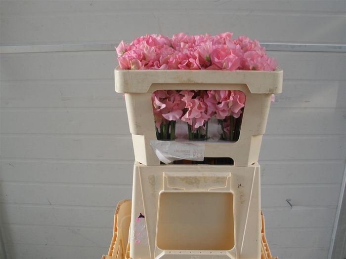 Lathyr Wi Sunshine Pink