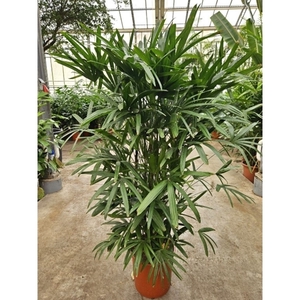 Rhapis excelsa