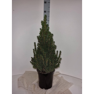 PICEA GL CONICA