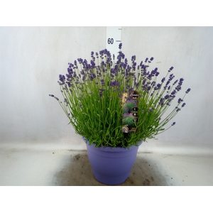 Lavandula angus. 'Essence Pure'