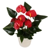 ANTHURIUM RED SUCCESS P09