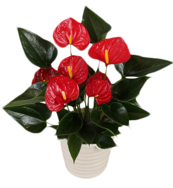 <h4>ANTHURIUM RED SUCCESS P09</h4>