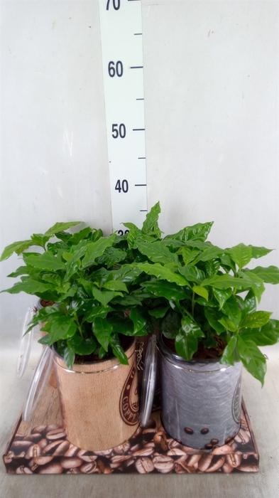 <h4>Planten  ..in schaal L%</h4>
