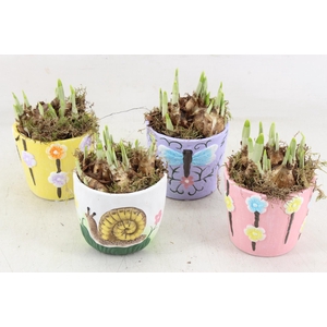 arr4 Narcis JS - Ker. spring mix x8