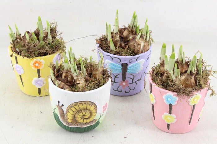 <h4>arr4 Narcis JS - Ker. spring mix x8</h4>