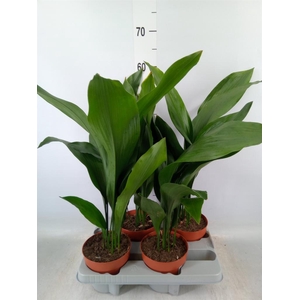 Aspidistra elat.